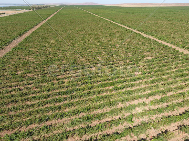 Виноградники с высоты птичьего полета. Вид сверху на сад.