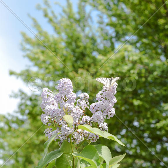 Опыление цветов. Цветы сирени 