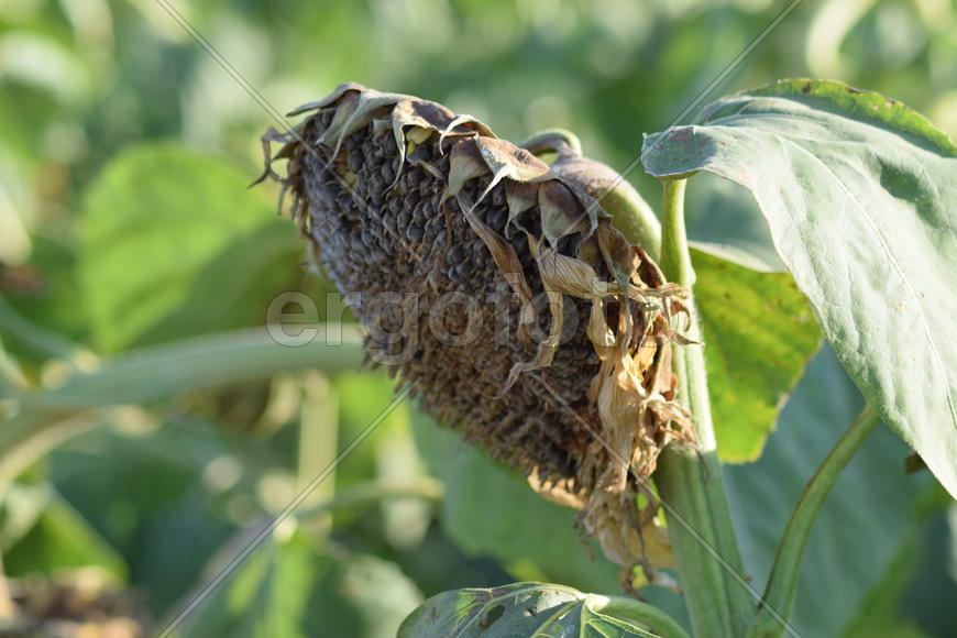 Semi-ripe sunflowers in the field. Maturing of agricultural plants
