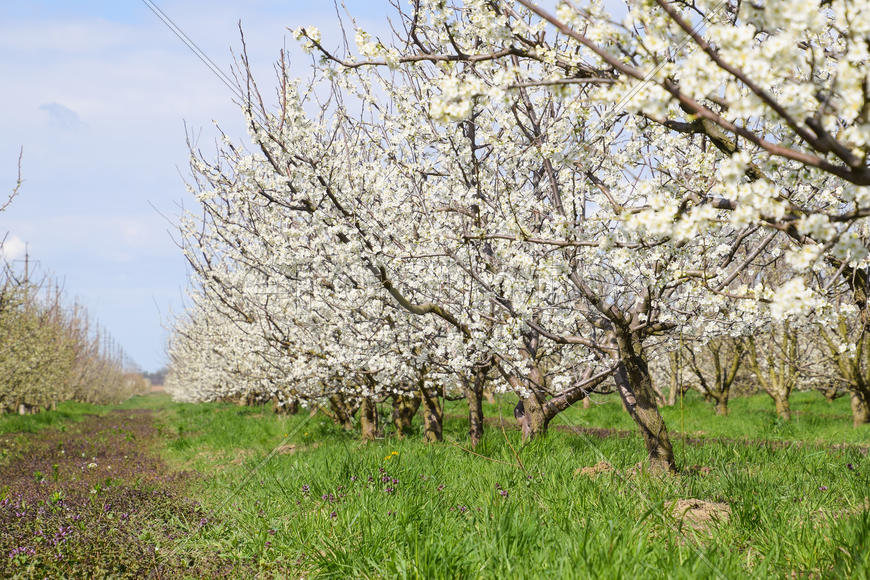 Flowering plum garden. Farm garden in spring