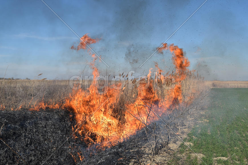 Burning dry grass and reeds. Cleaning the fields and ditches of the thickets of dry grass