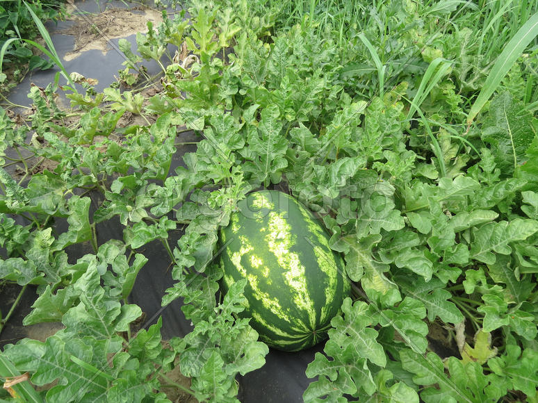 The growing water-melon in the field. Cultivation of melon cultures