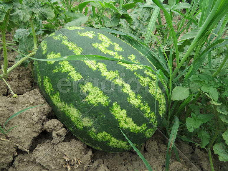 The growing water-melon in the field. Cultivation of melon cultures