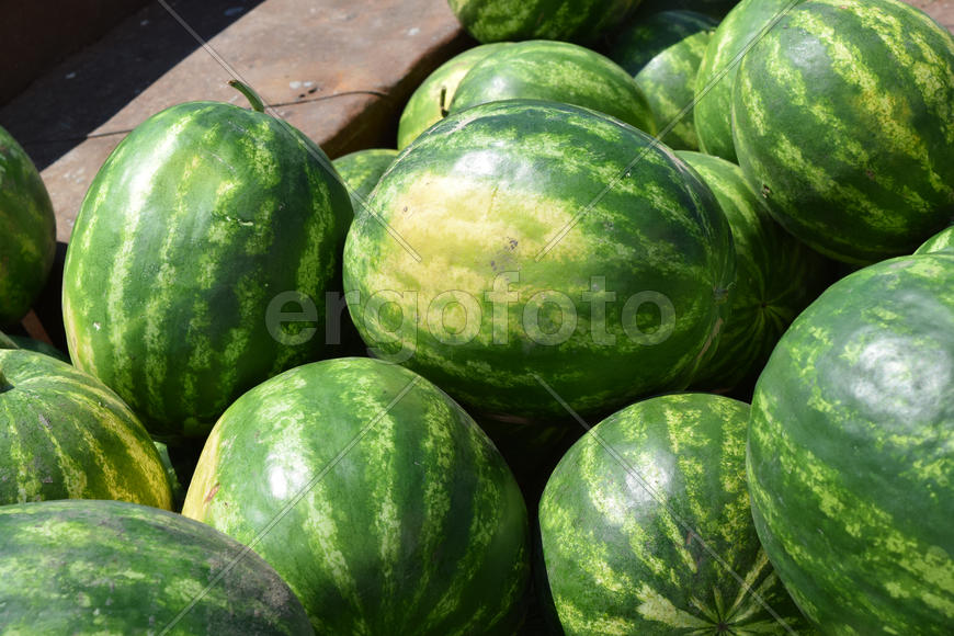 Water-melons on a counter. Sale of a summer crop