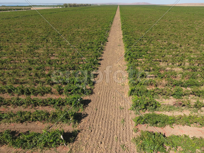 Виноградники с высоты птичьего полета. Вид сверху на сад.