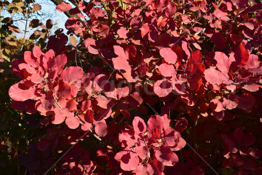 Autumn red color of leaves of cotinus coggygria. Paints of fall