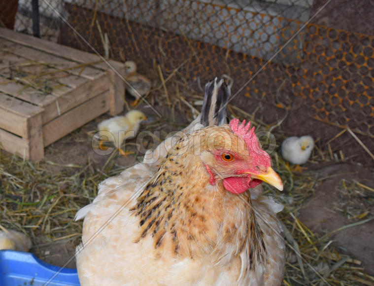 Chicken mother with chickens. Poultry in individual hen house