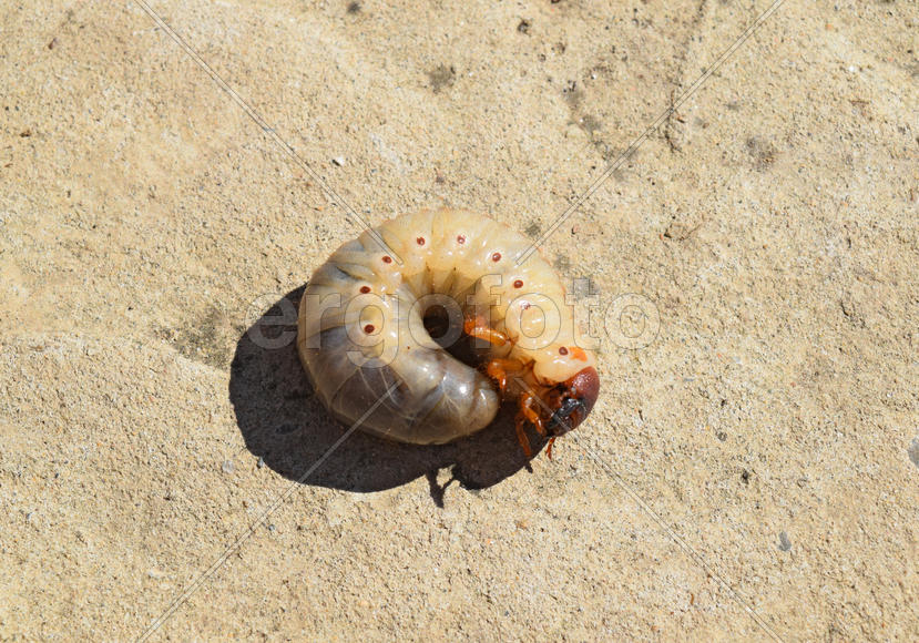 The larvae of the May beetle. White beetle larvae on a wooden board