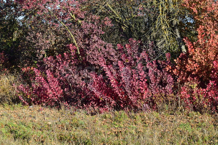 Autumn red color of leaves of cotinus coggygria. Paints of the fall
