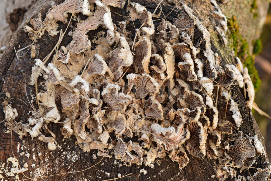 Plate mushrooms on a tree stump. Mushrooms feed on decaying wood.