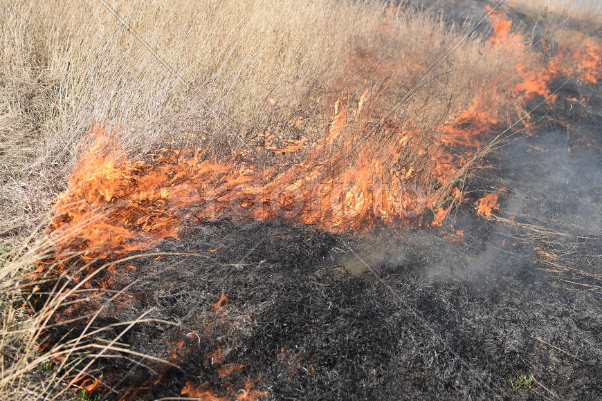 Burning dry grass and reeds. Cleaning the fields and ditches of the thickets of dry grass
