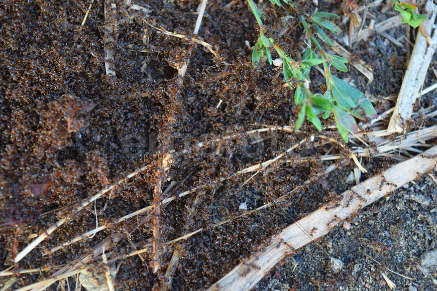 Муравьи на спаривании 