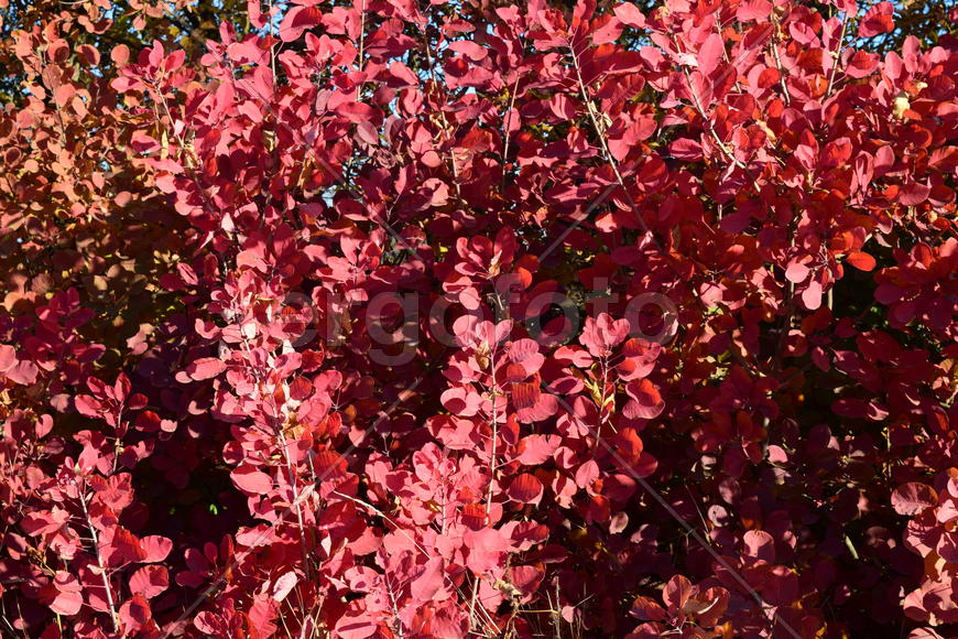 Autumn red color of leaves of cotinus coggygria. Paints of fall