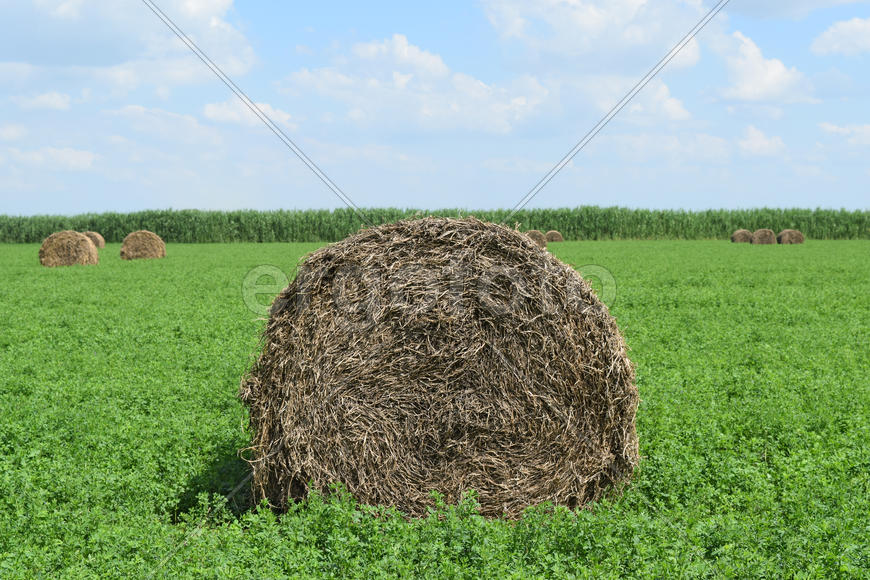 Haystacks rolled up in bales of alfalfa. Forage for livestock in winter