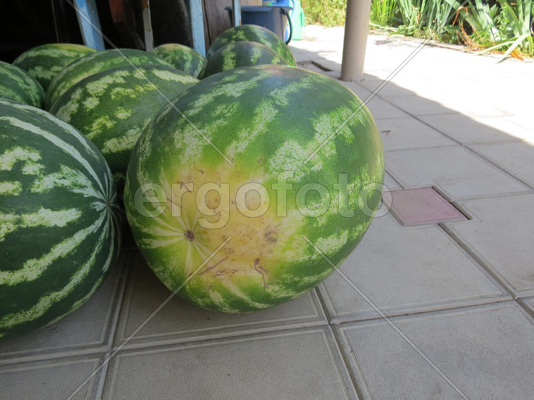 The harvest of watermelons in the yard on the tile. The fruits of watermelon          