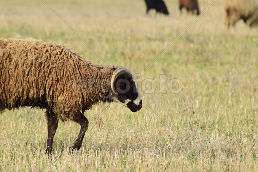 Sheep in the pasture. Grazing sheep herd in the spring field near the village. Sheep of different