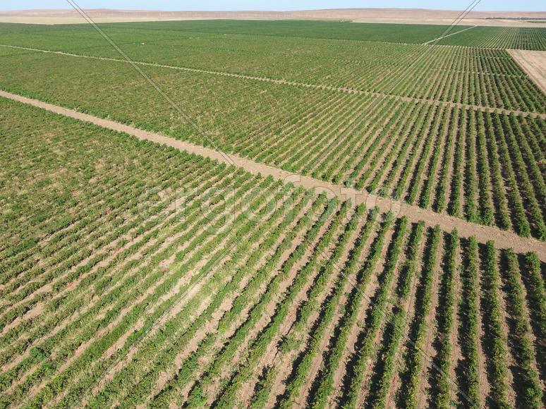 Виноградники с высоты птичьего полета. Вид сверху на сад.