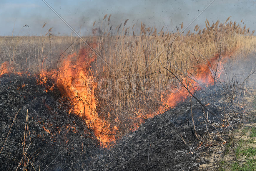Burning dry grass and reeds. Cleaning the fields and ditches of the thickets of dry grass