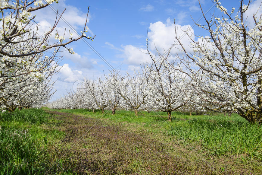 Flowering plum garden. Farm garden in spring