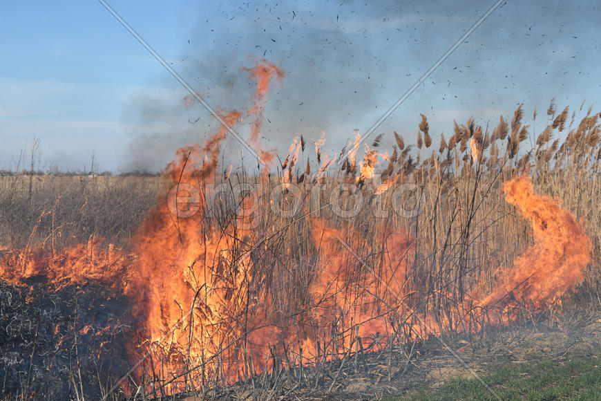 Burning dry grass and reeds. Cleaning the fields and ditches of the thickets of dry grass