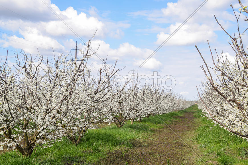 Flowering plum garden. Farm garden in spring