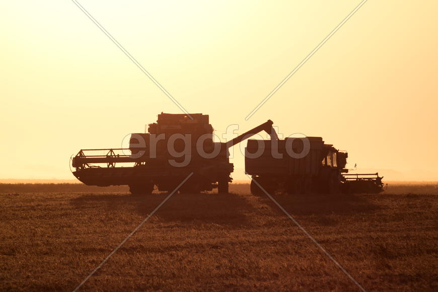 Harvesting by combines at sunset. Agricultural machinery in operation.