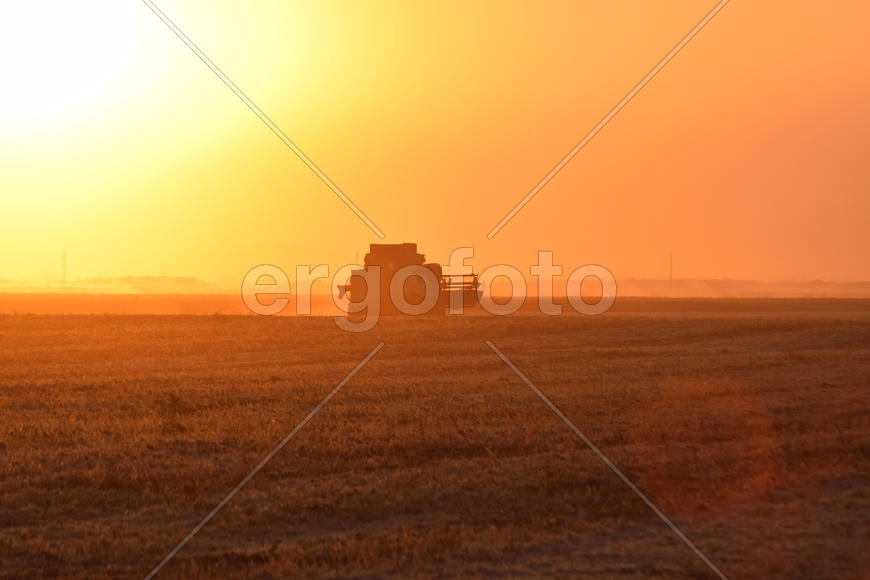 Harvesting by combines at sunset. Agricultural machinery in operation.
