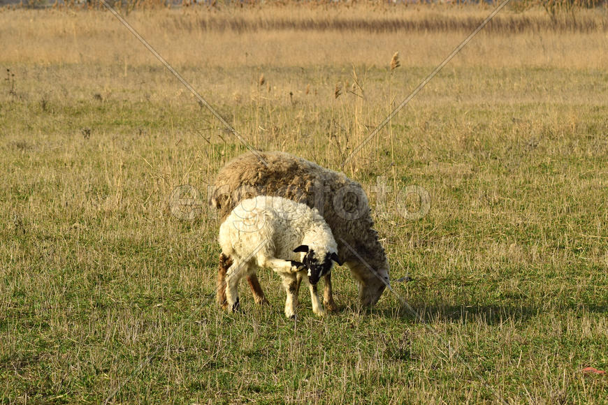 Sheep in the pasture. Grazing sheep herd in the spring field near the village. Sheep of different