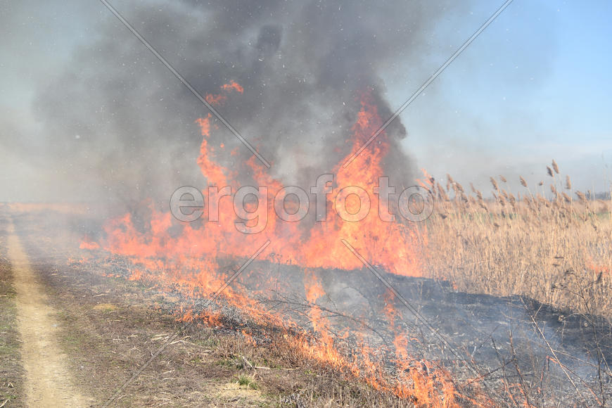 Burning dry grass and reeds. Cleaning the fields and ditches of the thickets of dry grass