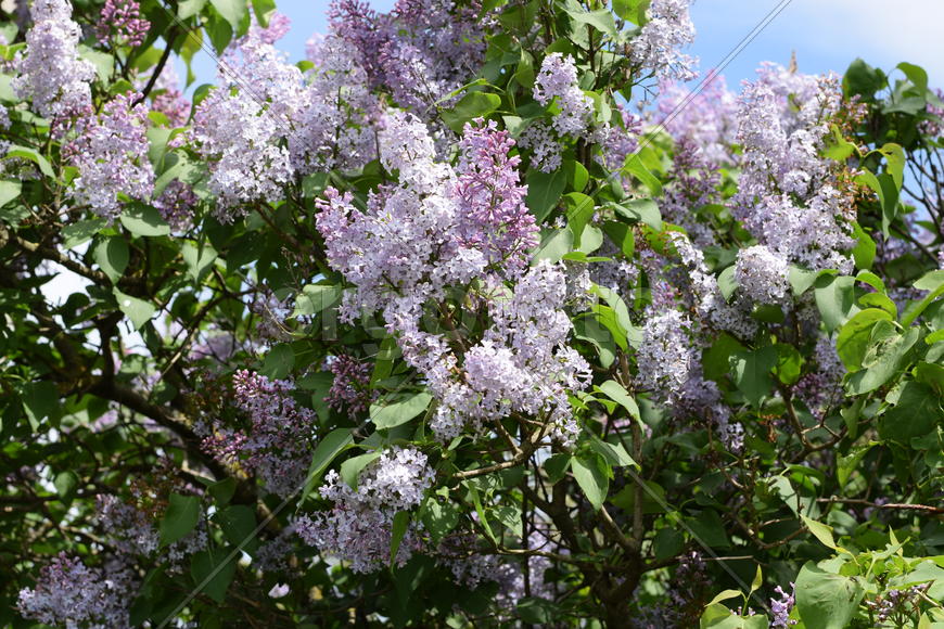 Цветы сирени на фоне зеленой листвы 