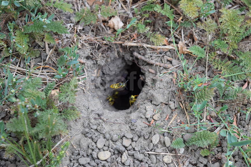 Log into the slot vespula vulgaris. Wormhole leading to the hornet's nest in the ground