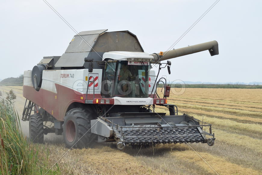 Russia, Poltavskaya village - September 27, 2015: Rice harvesting by the combine. Autumn harvesting 