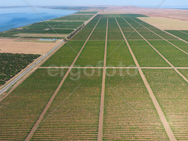 Виноградники с высоты птичьего полета. Вид сверху на сад.