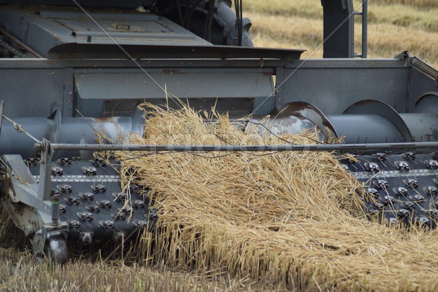 Rice harvesting by the combine. Autumn harvesting on fields.