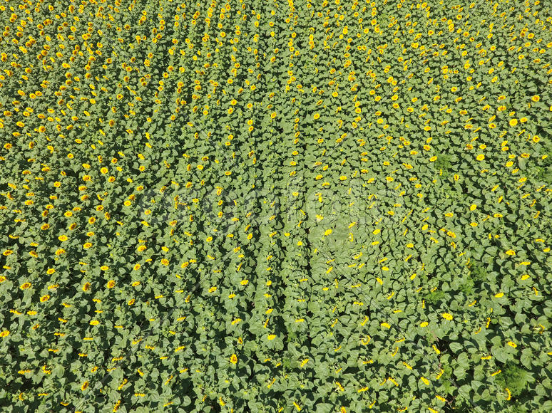 Field of sunflowers. Aerial view of agricultural fields flowering oilseed. Top view.