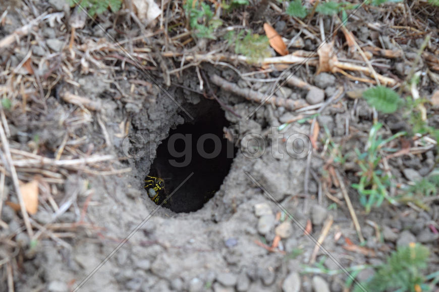 Log into the slot vespula vulgaris. Wormhole leading to the hornet's nest in the ground