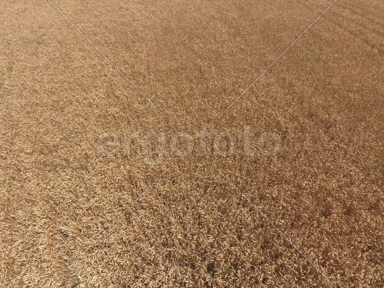 Поле пшеницы. Аэросъемка 