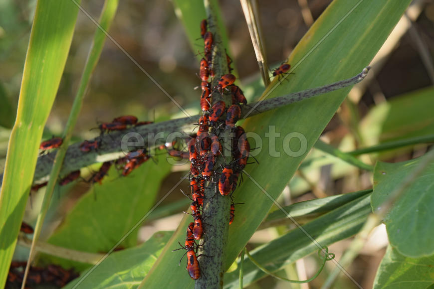 Firebugs mating and walking backwards. Spring nature fire bug red insects macro. Red bugs