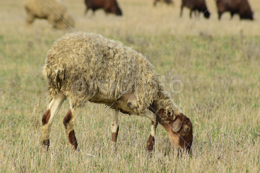 Sheep in the pasture. Grazing sheep herd in the spring field near the village. Sheep of different