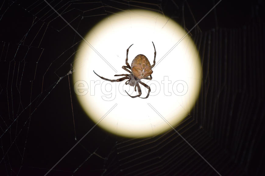 Araneus Spider on the background of the moon. Night spider on its web
