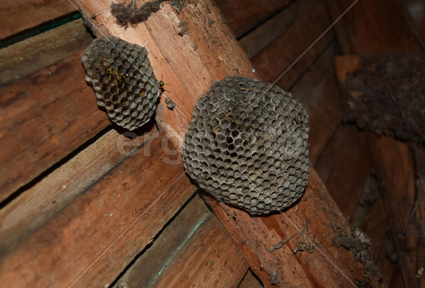 Осинный улей. Осиное гнездо с осами