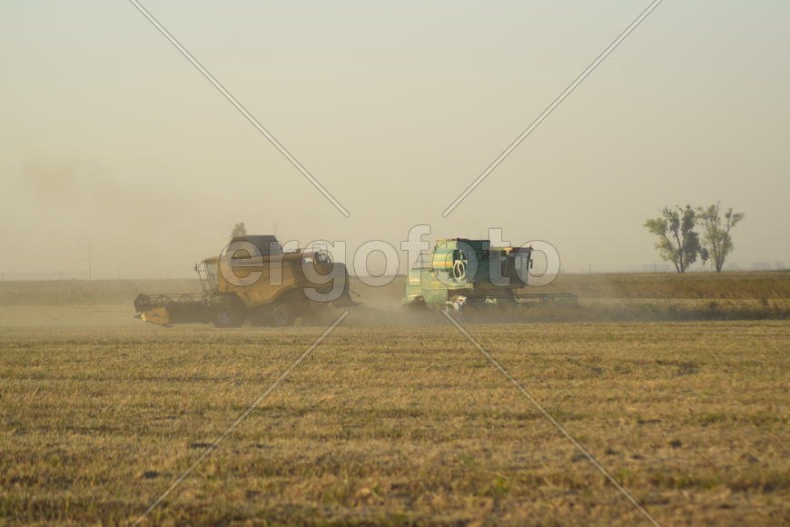 Soy harvesting by combines in the field. Agricultural machinery in operation.