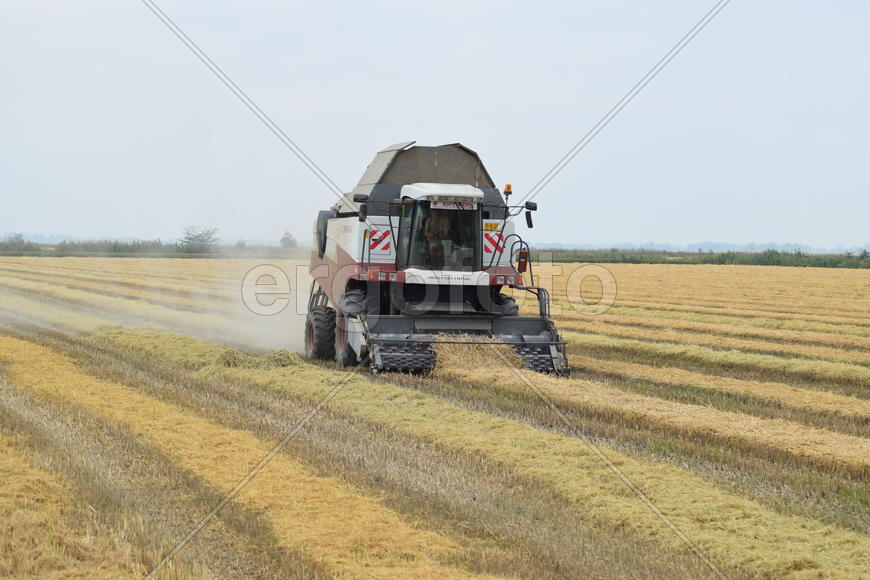 Russia, Poltavskaya village - September 27, 2015: Rice harvesting by the combine. Autumn harvesting 