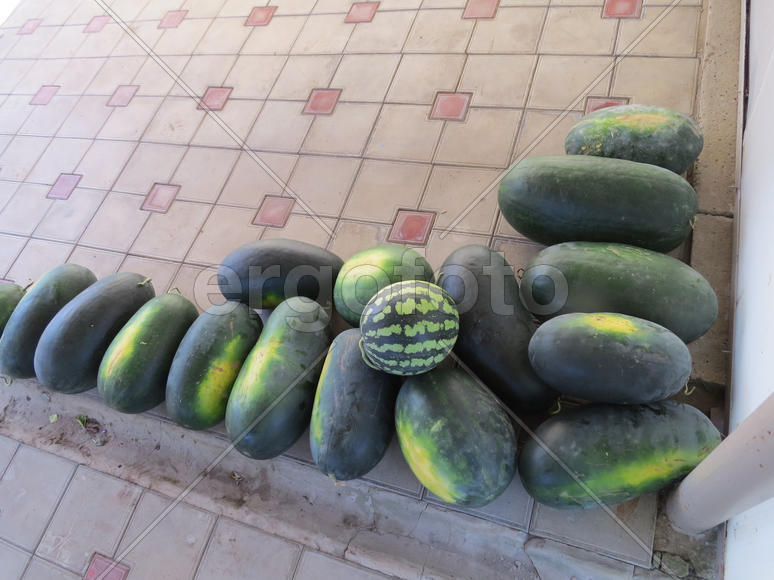 The harvest of watermelons in the yard on the tile. The fruits of watermelon      