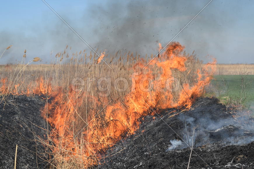 Burning dry grass and reeds. Cleaning the fields and ditches of the thickets of dry grass