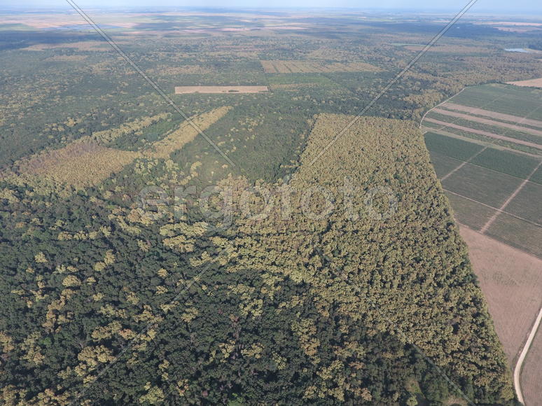 Красный лес. Пейзаж с высоты птичьего полета.