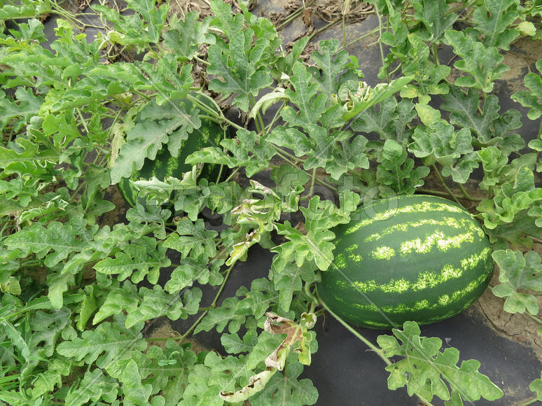 The growing water-melon in the field. Cultivation of melon cultures