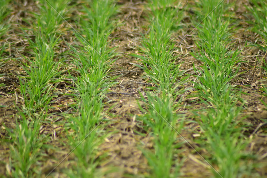 Spring winter wheat field. Shoots of wheat in a field on the ground. Cultivation of cereals
