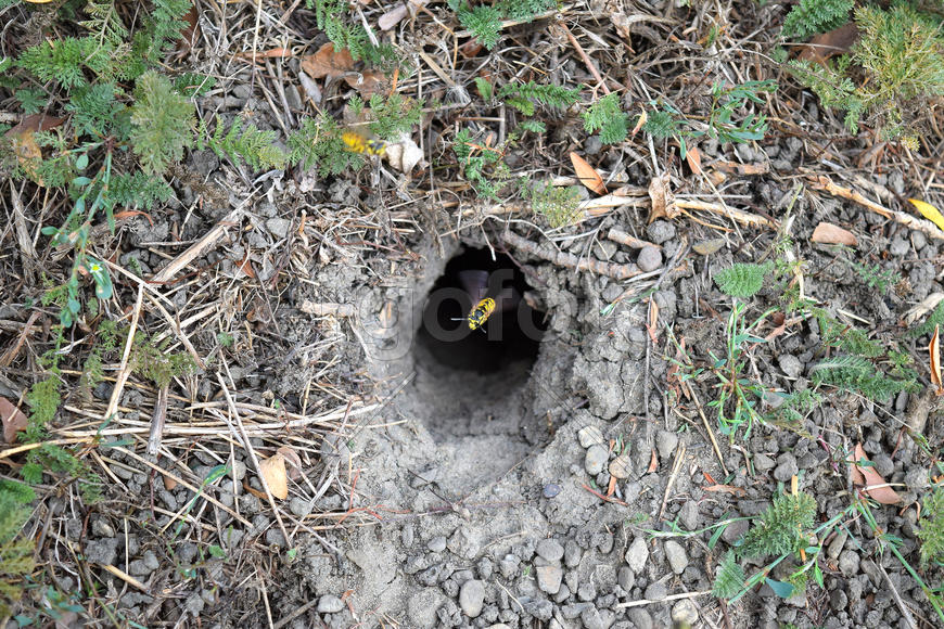 Log into the slot vespula vulgaris. Wormhole leading to the hornet's nest in the ground