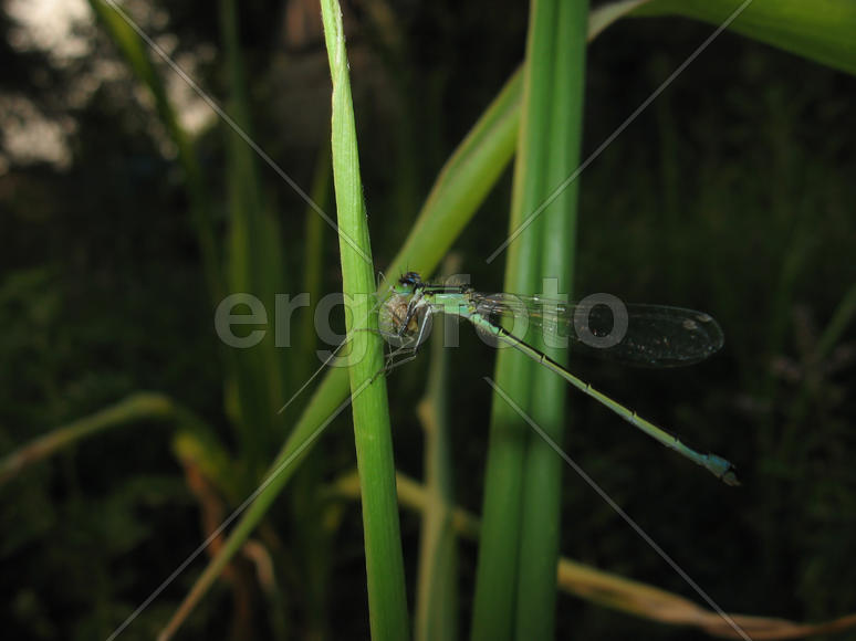 the blue dragonfly sits on a grass on a meadow